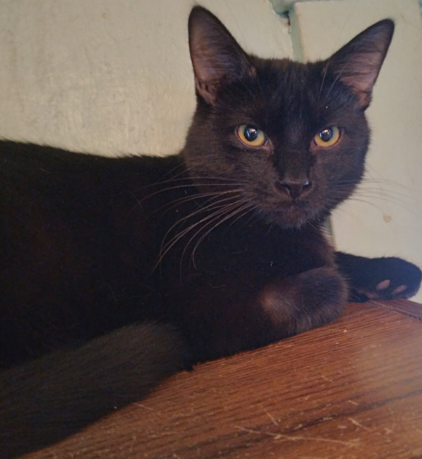 NILES Image