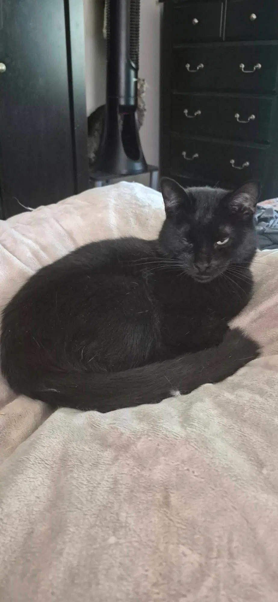 Johnny Cash - Domestic Short Hair