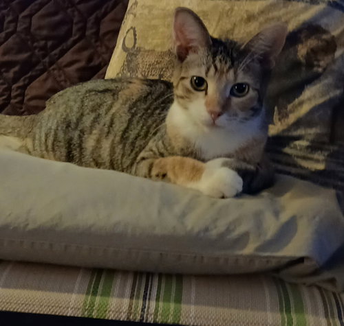 LETA, Baby Domestic Short Hair / Mixed (short coat), cat for adoption in Warren, Ohio