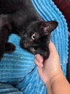 PLUTO - Photo 1