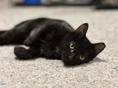 PLUTO - Domestic Short Hair available for adoption