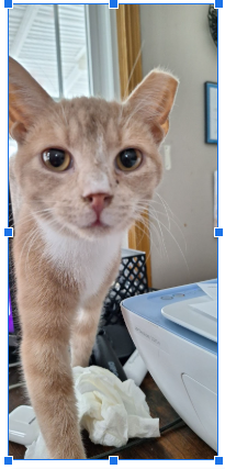 SAMMY Image