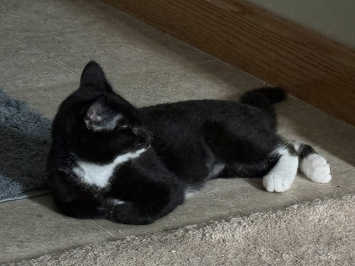AUDREY - Tuxedo / Domestic Short Hair available for adoption