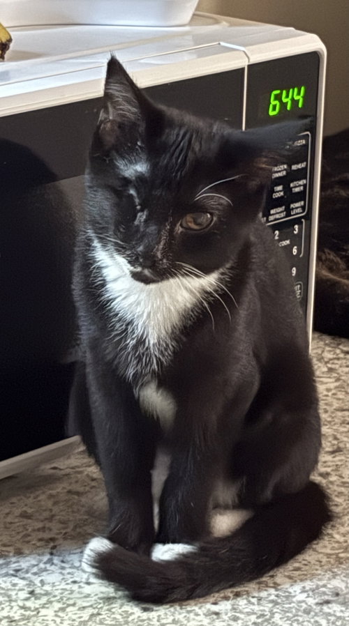 AUDREY - Tuxedo / Domestic Short Hair available for adoption