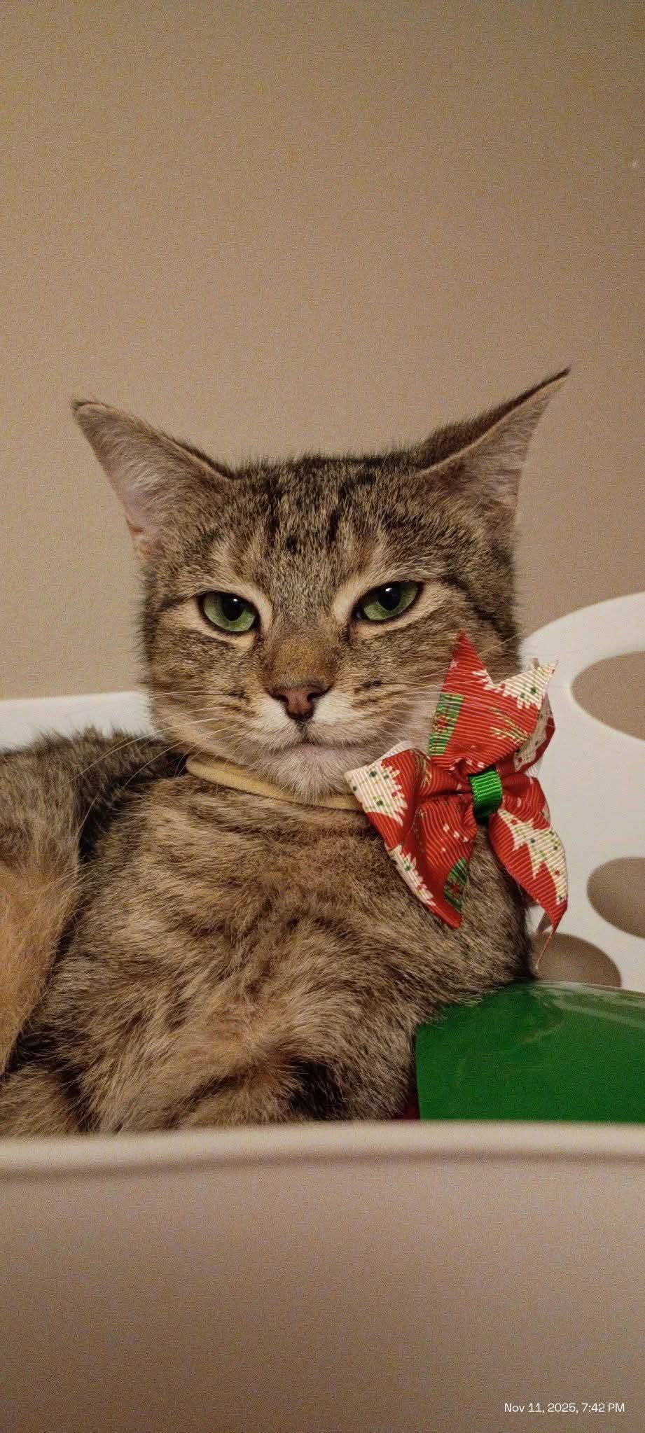 CLEO Image