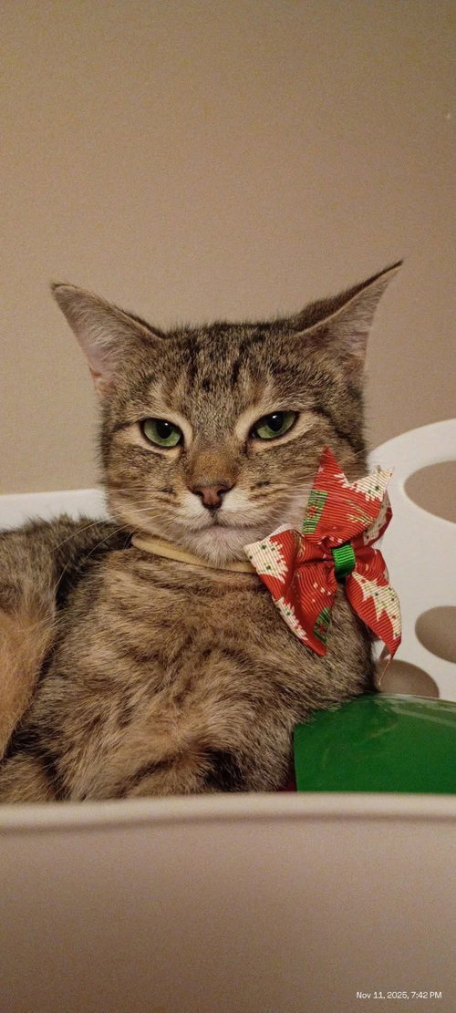 CLEO - Domestic Short Hair available for adoption
