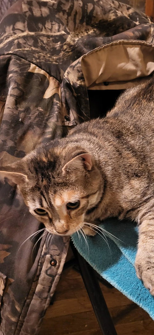 TRIXIE (POLY), Young Domestic Short Hair / Mixed (short coat), cat for adoption in Warren, Ohio