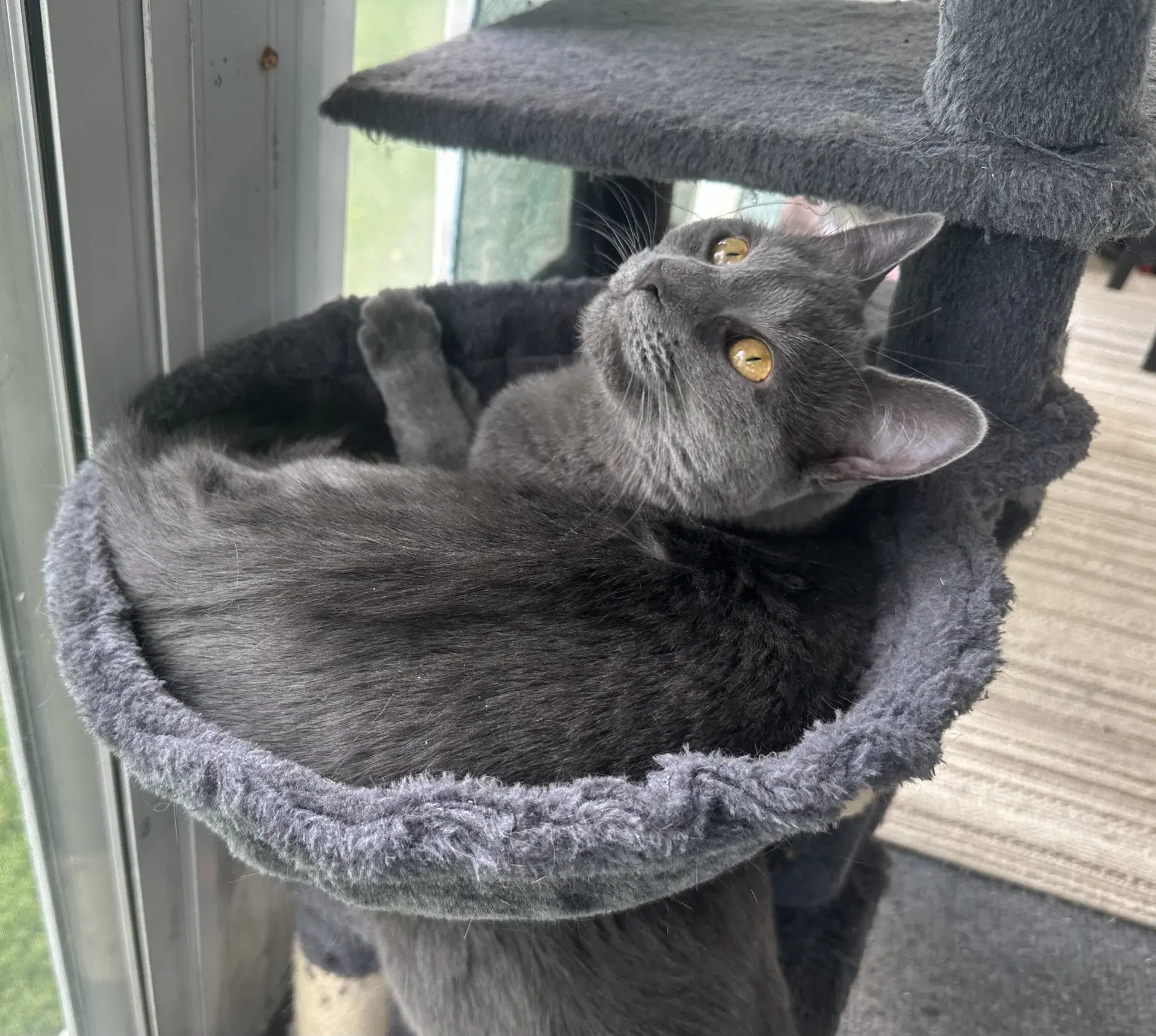 Cleo - Domestic Short Hair