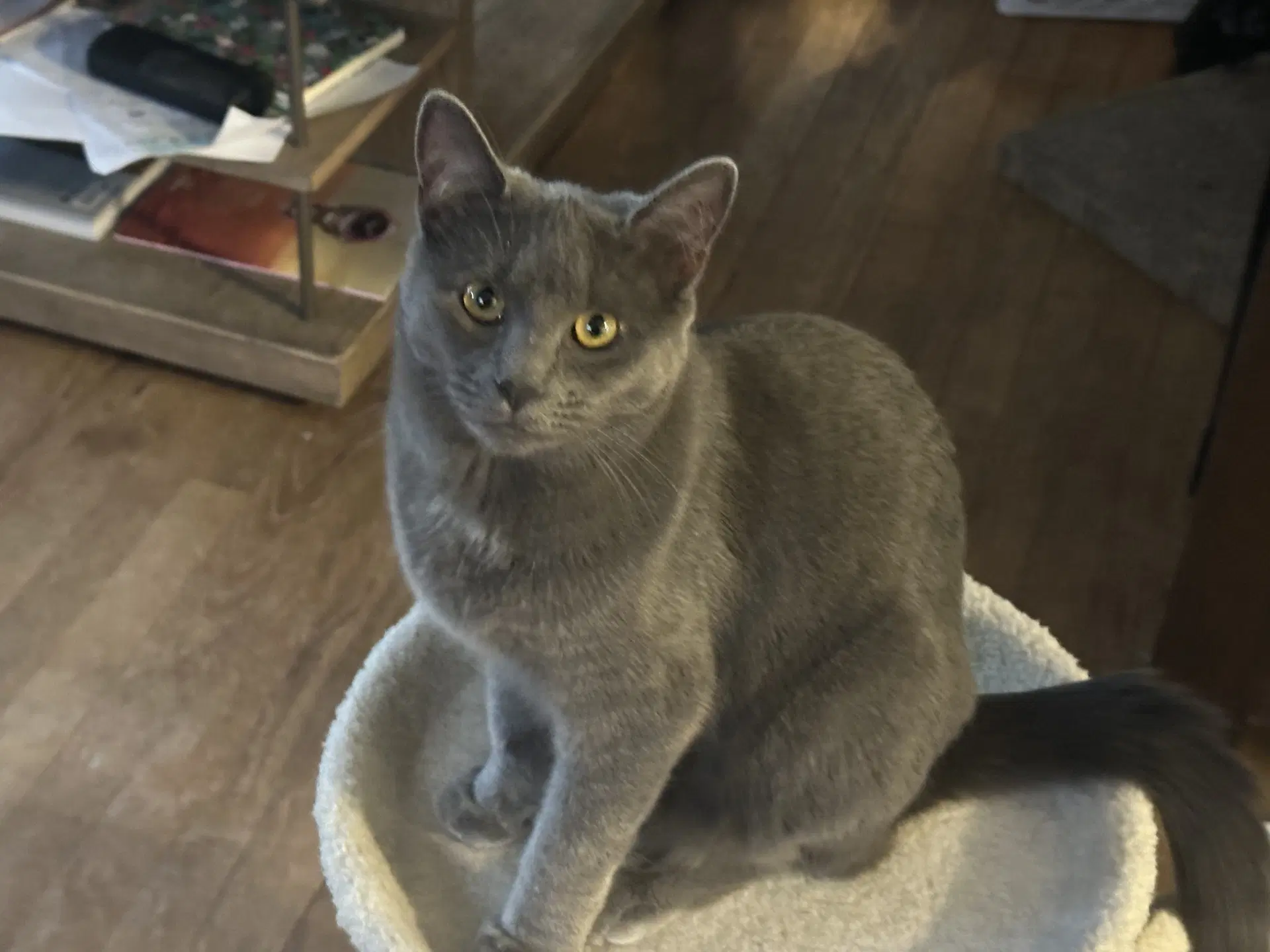 Cleo image 2