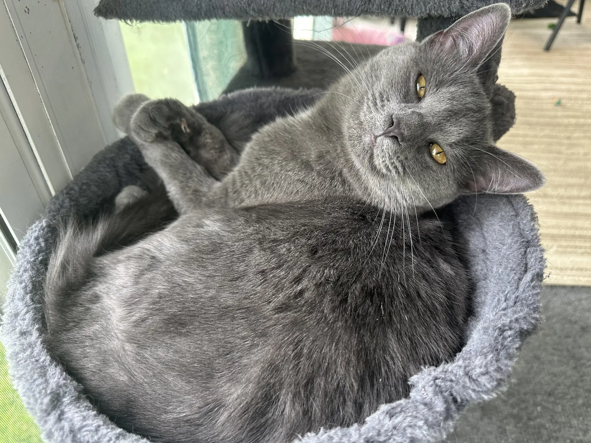 Cleo image 3