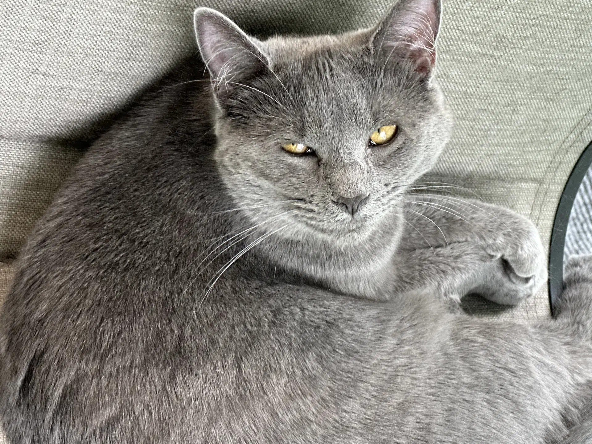 Cleo image 4