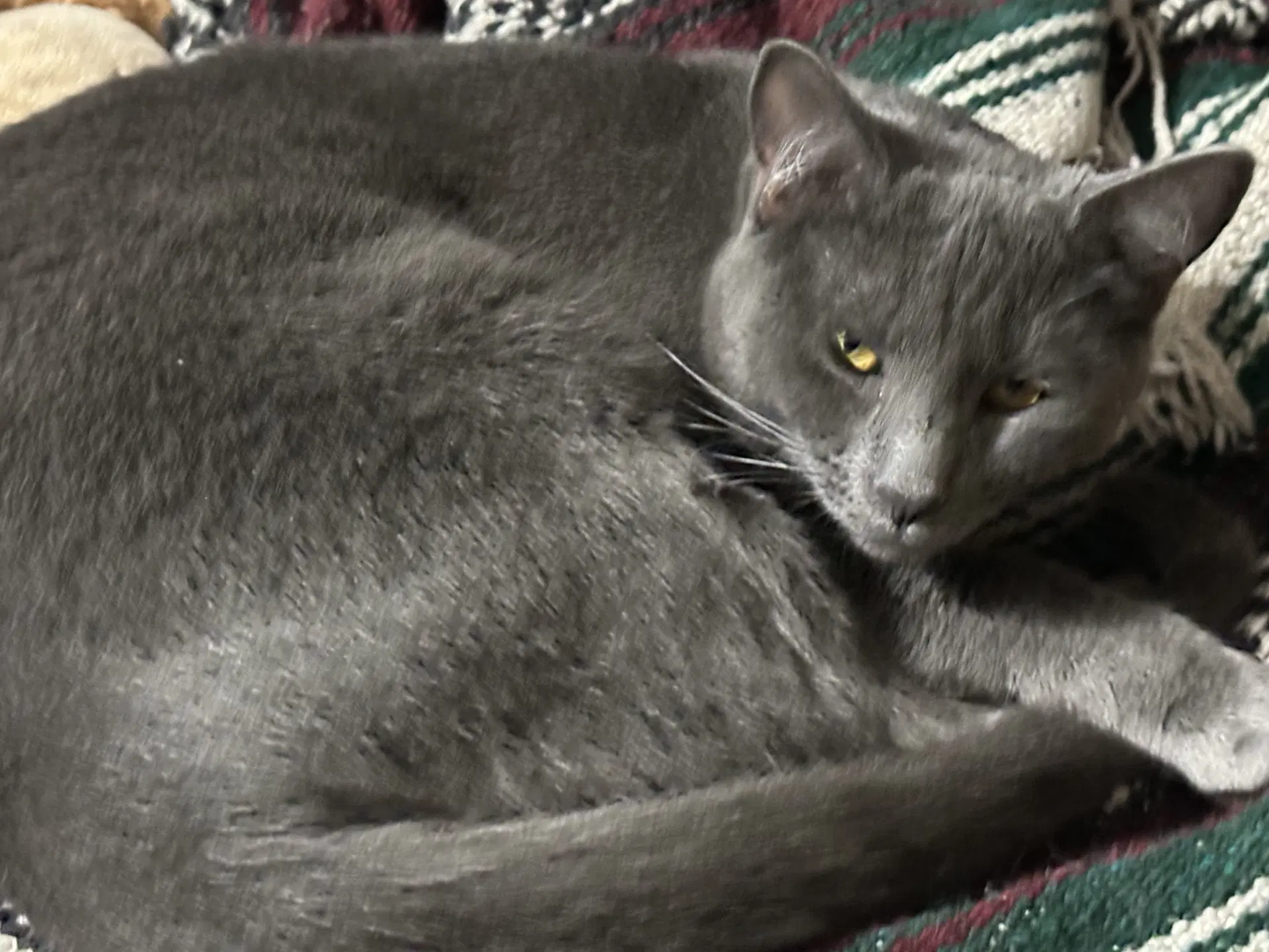 Tinsel - Domestic Short Hair