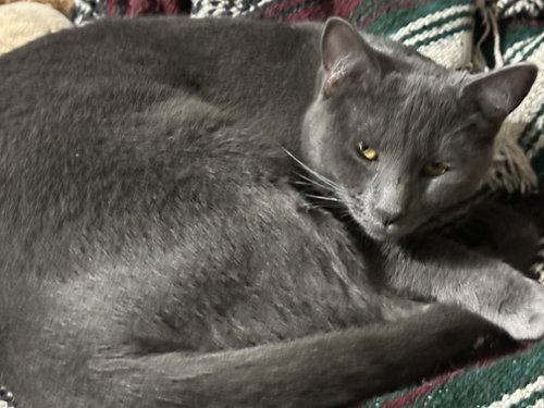 TINSEL, an adoptable Domestic Short Hair in Northfield, OH