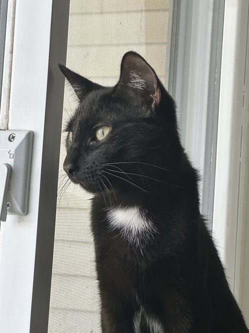 WILLOW, Young Domestic Short Hair / Mixed (short coat), cat for adoption in Warren, Ohio