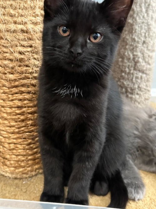 ELVIRA - Domestic Short Hair available for adoption