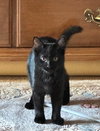 ELVIRA - Photo 3