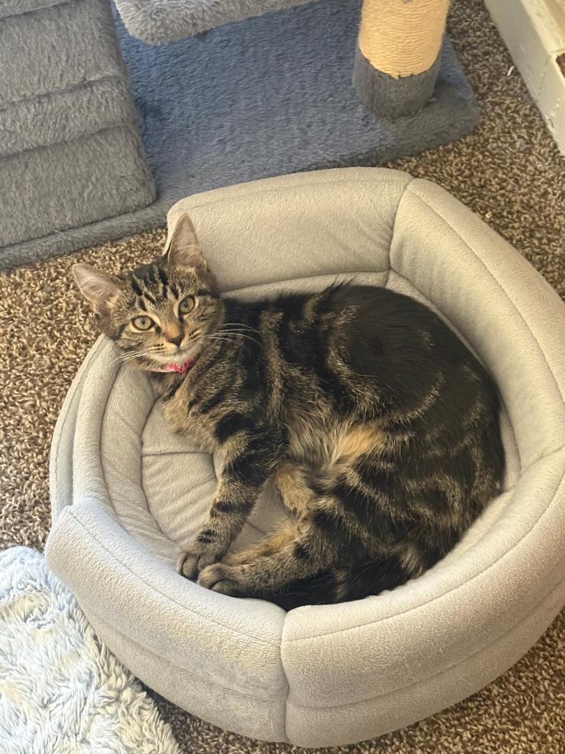 MITZI Image