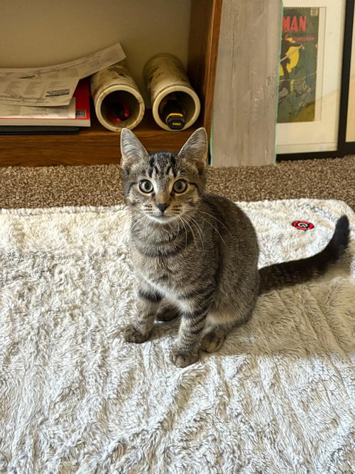 JASPER - Domestic Short Hair / Tabby available for adoption