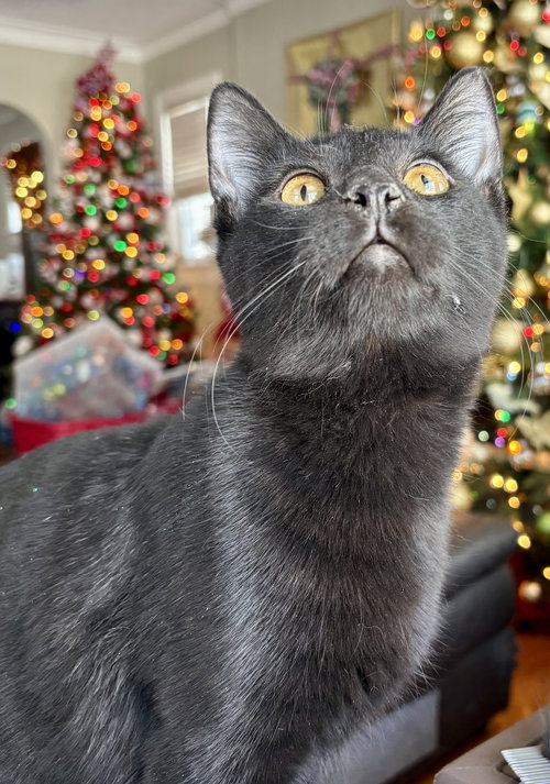 CHARLIE BROWN - Domestic Short Hair available for adoption