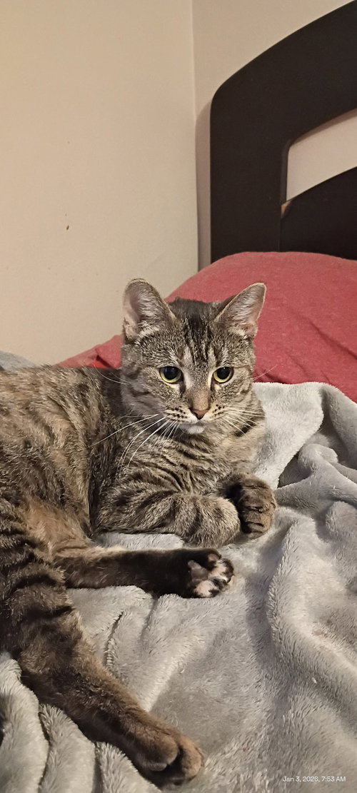 MOLLY, Young Domestic Short Hair / Mixed (short coat), cat for adoption in Warren, Ohio