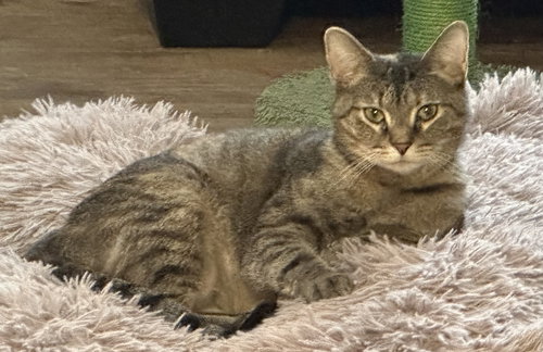 KATNESS, Young Domestic Short Hair / Mixed (short coat), cat for adoption in Warren, Ohio