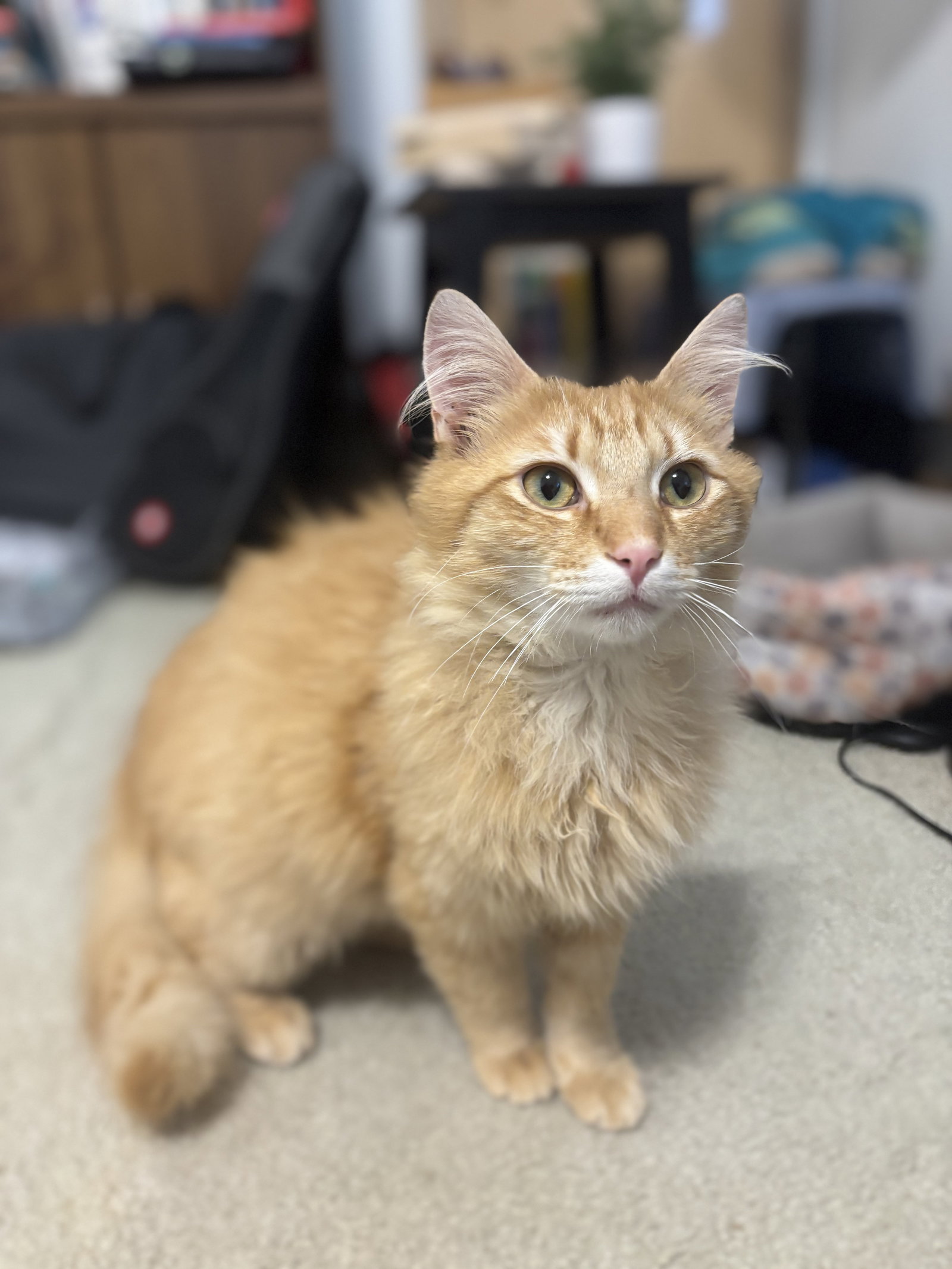 CREAMSICLE Image