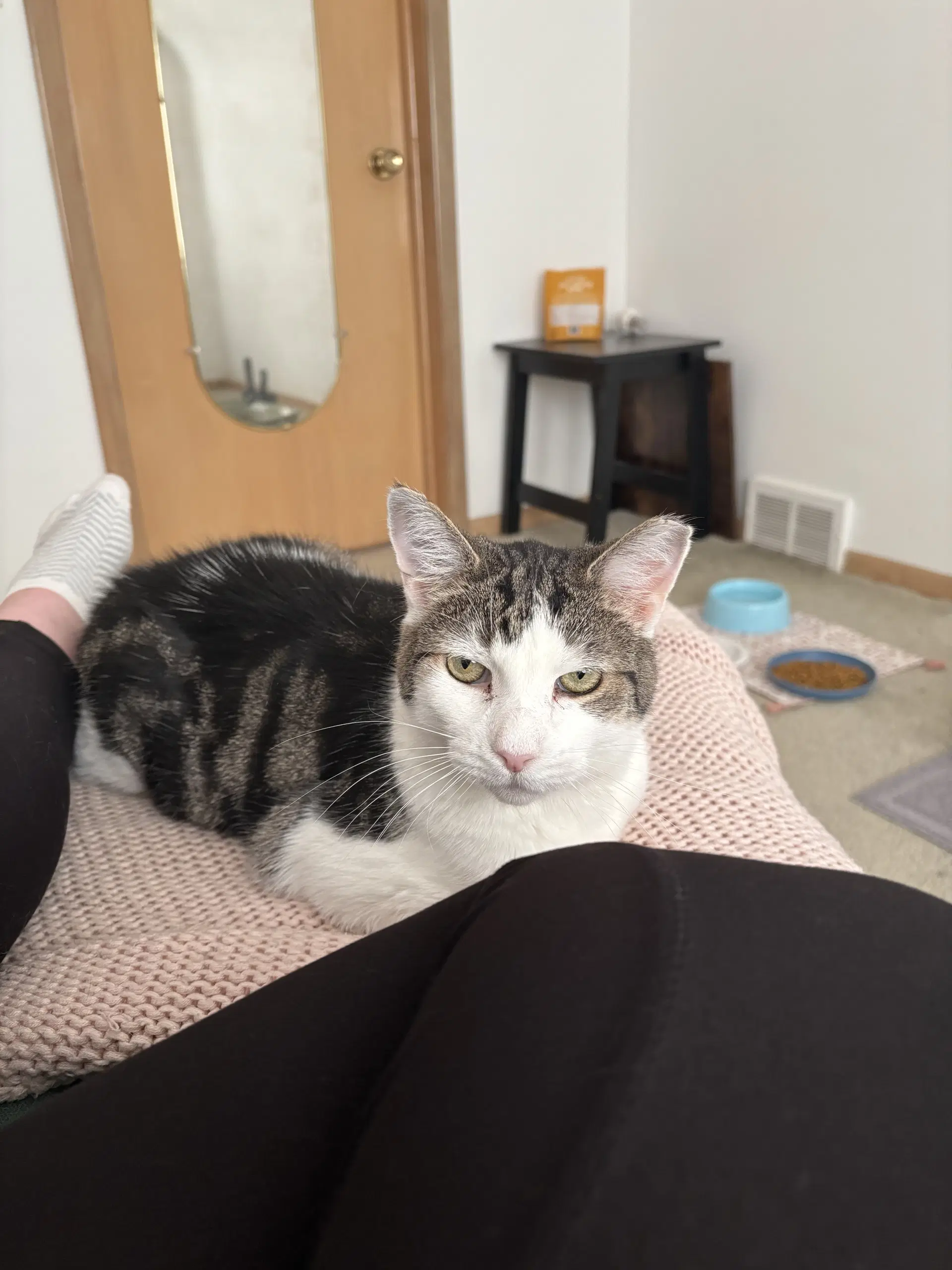Elmo - Domestic Short Hair
