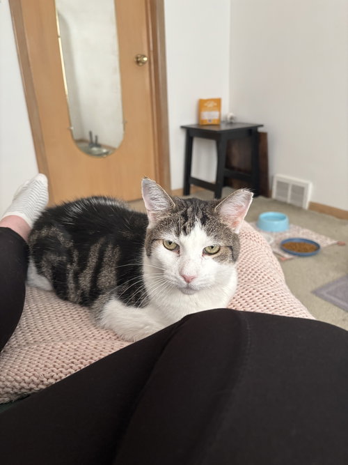 ELMO, Adult Domestic Short Hair / Mixed (short coat), cat for adoption in Warren, Ohio