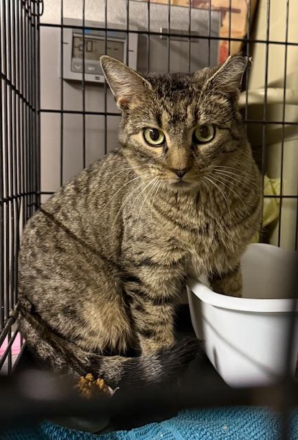 CARMEN - Tabby available for adoption