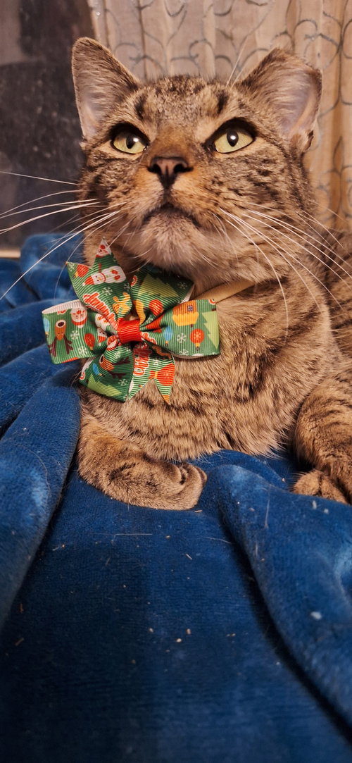 CARMEN - Tabby available for adoption