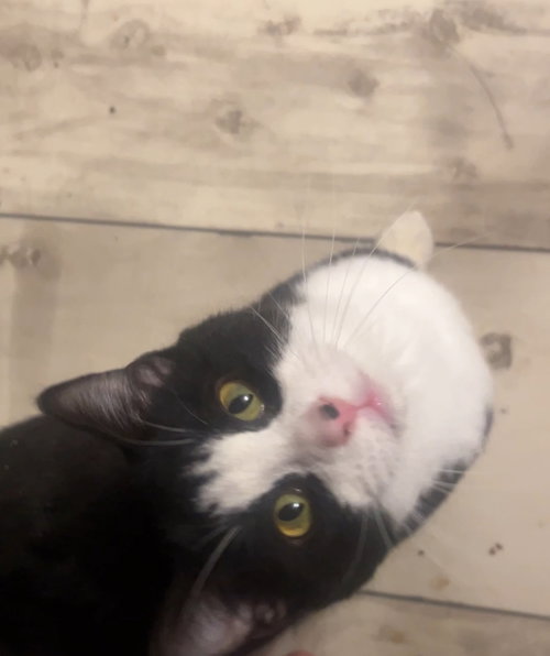 picture of the cat needing adoption