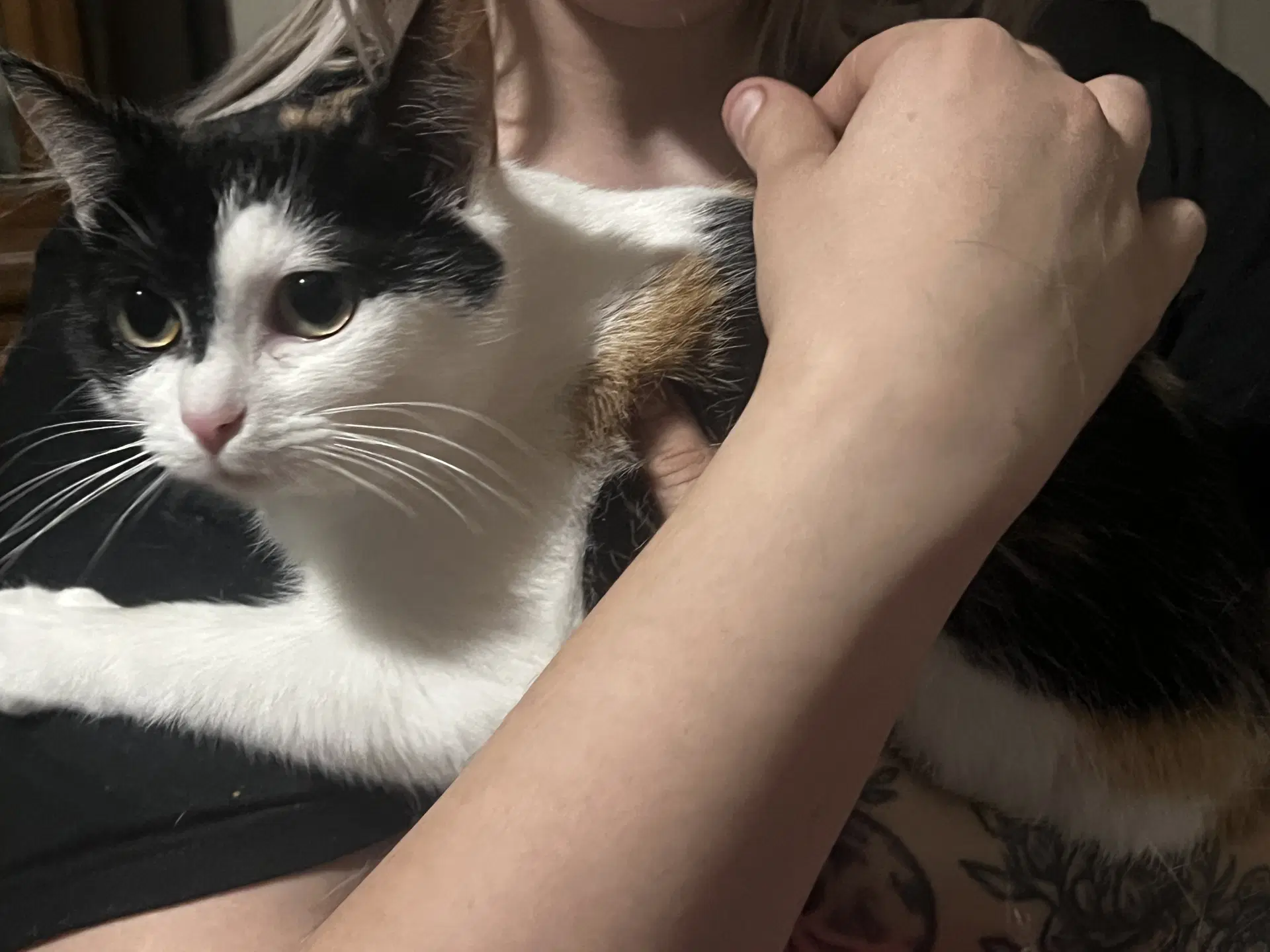 Esme - Domestic Short Hair