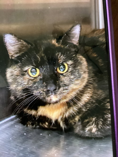MARIGOLD, Adult Domestic Short Hair / Mixed (short coat), cat for adoption in Warren, Ohio