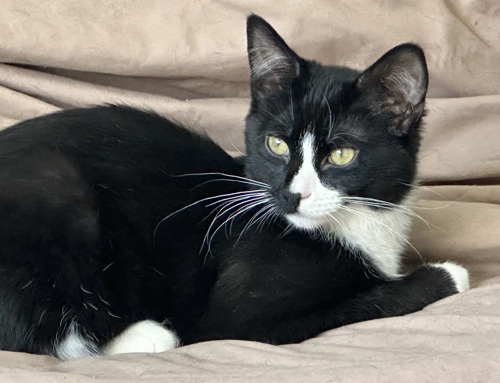 Ace - Domestic Short Hair