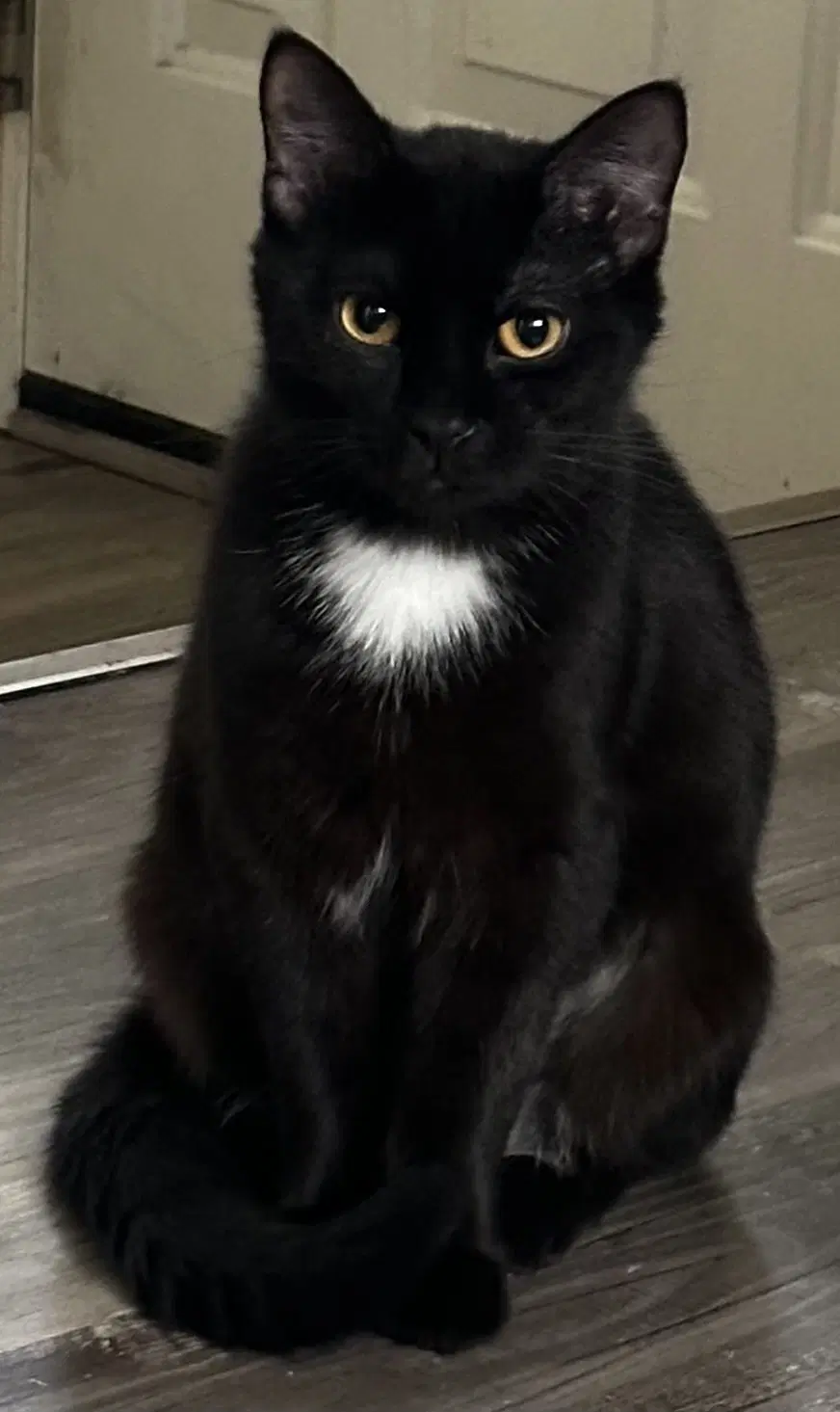 Jasmine - Domestic Short Hair