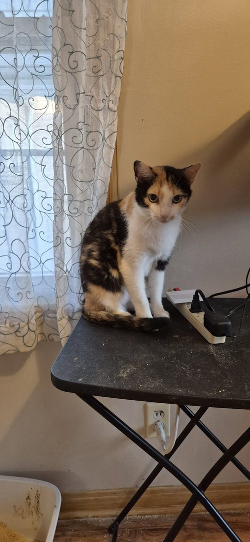 Rosy, an adoptable Calico in Northfield, OH