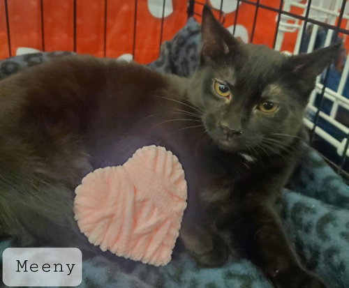 picture of the cat needing adoption