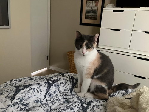 picture of the cat needing adoption