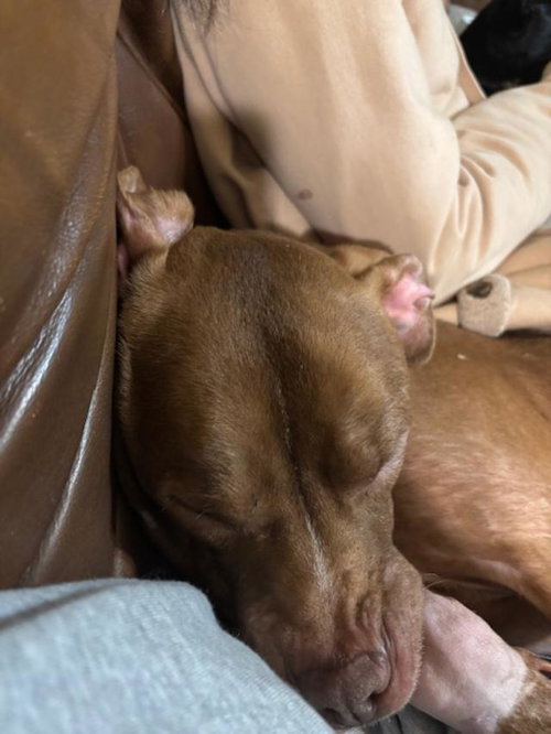 picture of the dog needing adoption