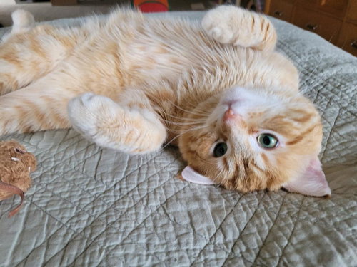 Baxter, Adult Tabby / Mixed (short coat), cat for adoption in Warren, Ohio