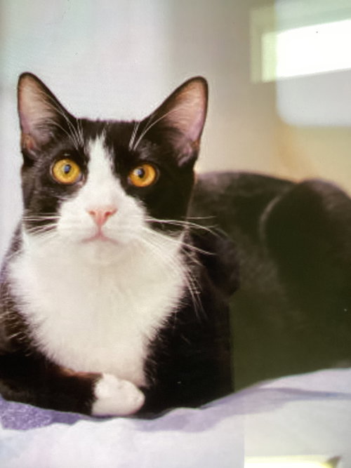 LUCKY, Young Domestic Short Hair / Mixed (short coat), cat for adoption in Warren, Ohio