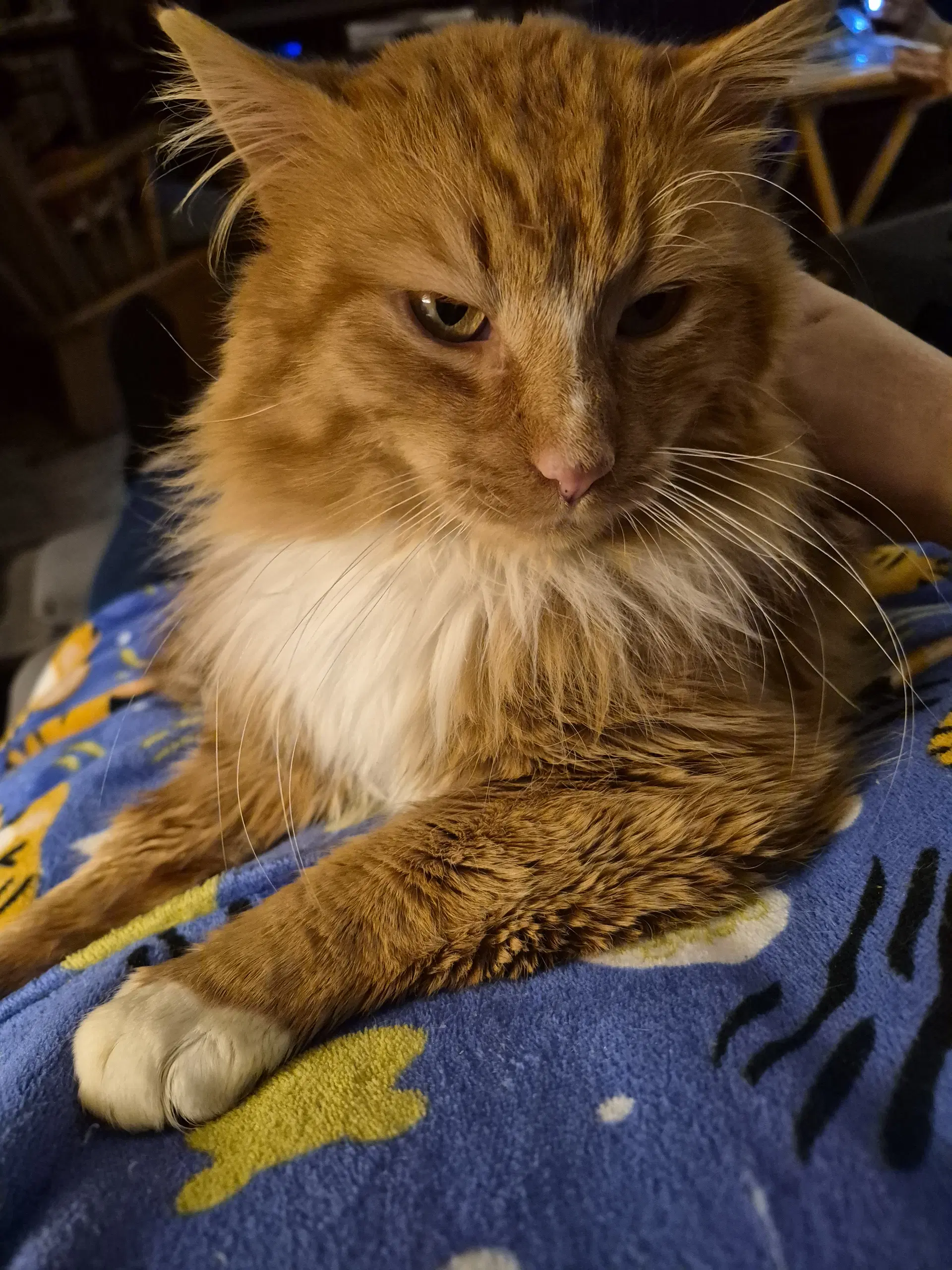 Socks - Domestic Long Hair