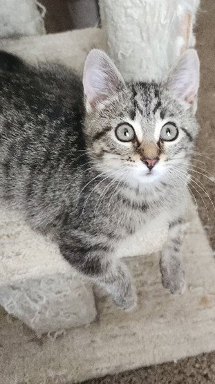 DUMPLING, an adoptable Domestic Short Hair in Northfield, OH