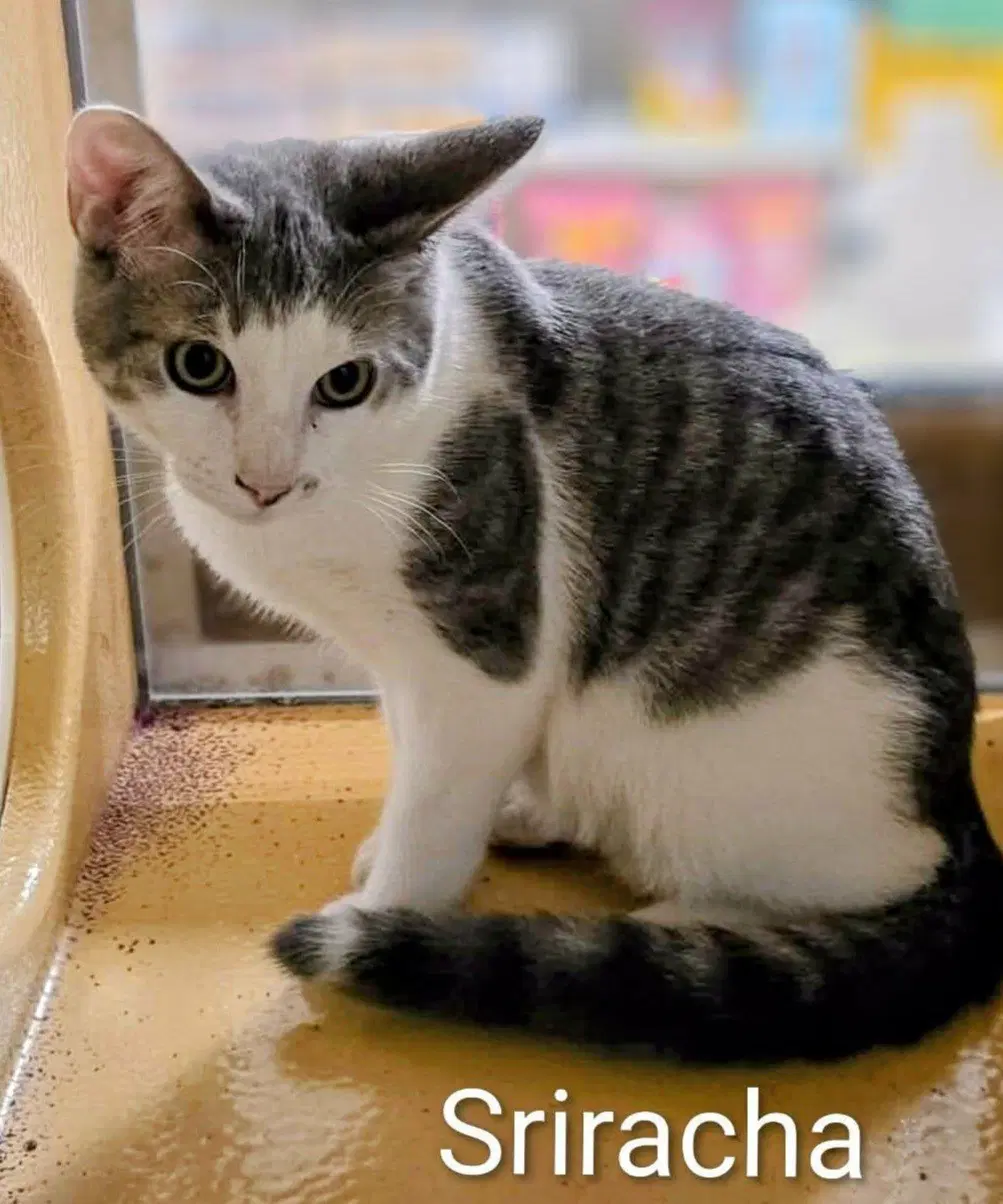 Srirach - Domestic Medium Hair