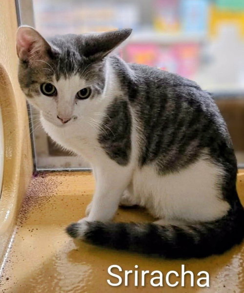 picture of the cat needing adoption
