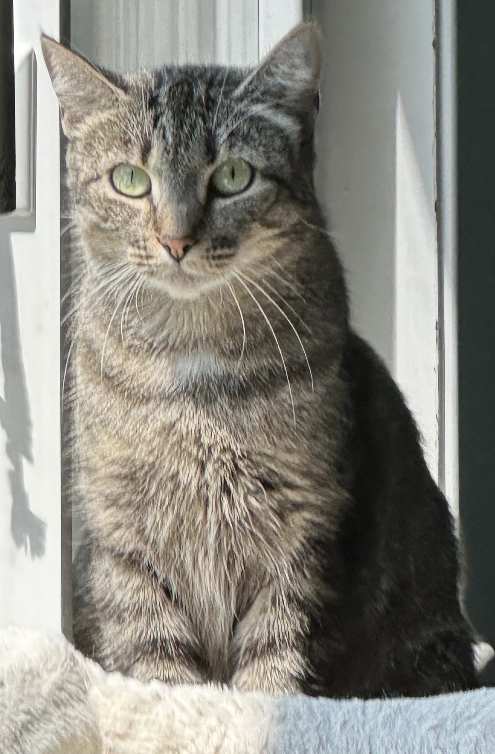 Mandy, Domestic Short Hair