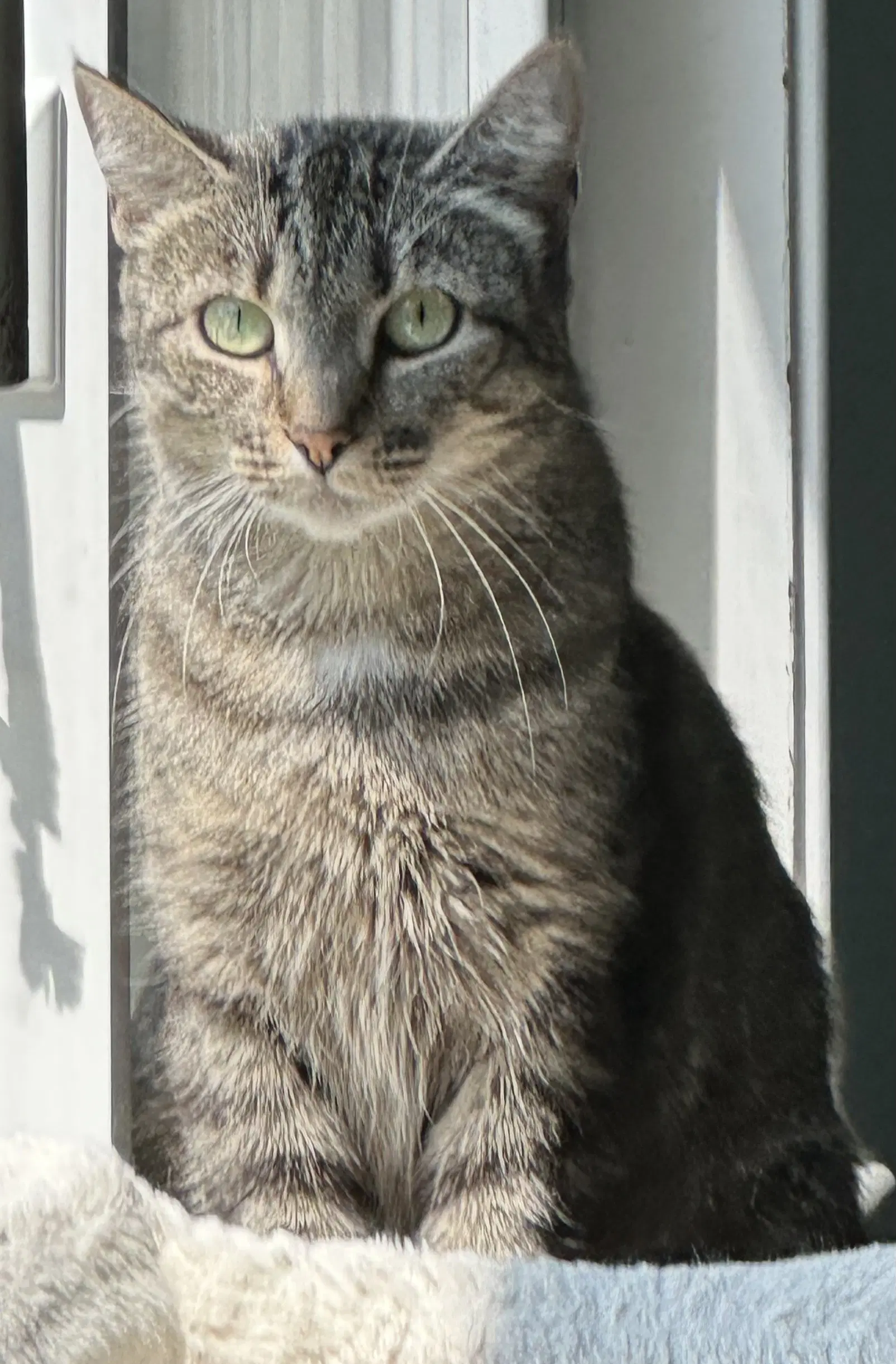 Mandy - Domestic Short Hair