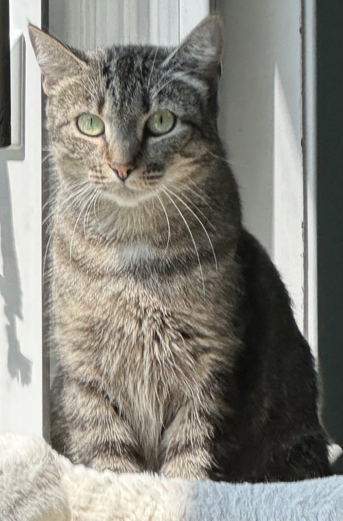 picture of the cat needing adoption