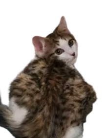 Pippin - Domestic Long Hair