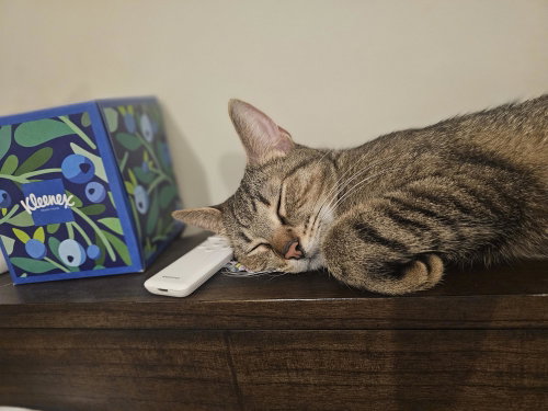 MAHJONG, an adoptable Tabby in Northfield, OH